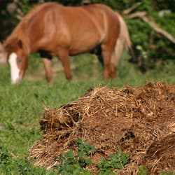 Agricultural & Animal Waste products