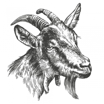 Animal illustrations wall arts