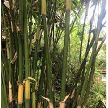 Bambusa atra bamboos