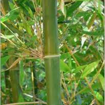 Bambusa nutans bamboos