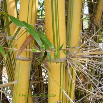 Bambusa pervariabilis bamboos