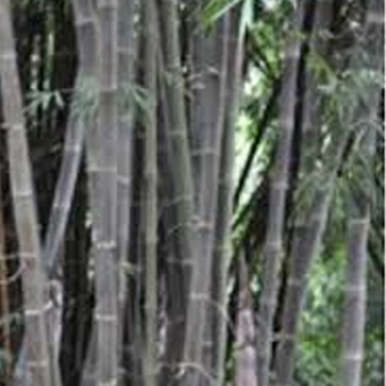 Dendrocalamus brandisii bamboos