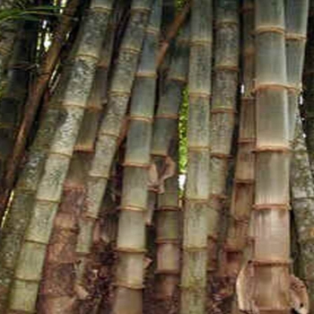 Dendrocalamus hamiltonii bamboos
