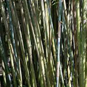 Lingnania chungii bamboos