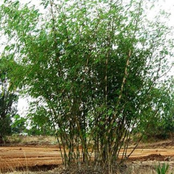 Oxytenanthera bamboos